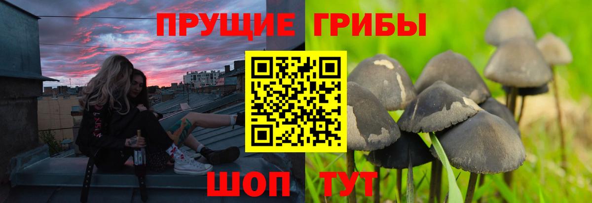 Псилоцибиновые грибы ЛСД  где купить наркотик  Галлюциногенные грибы ЛСД  Горно-Алтайск  Вход с VPN 